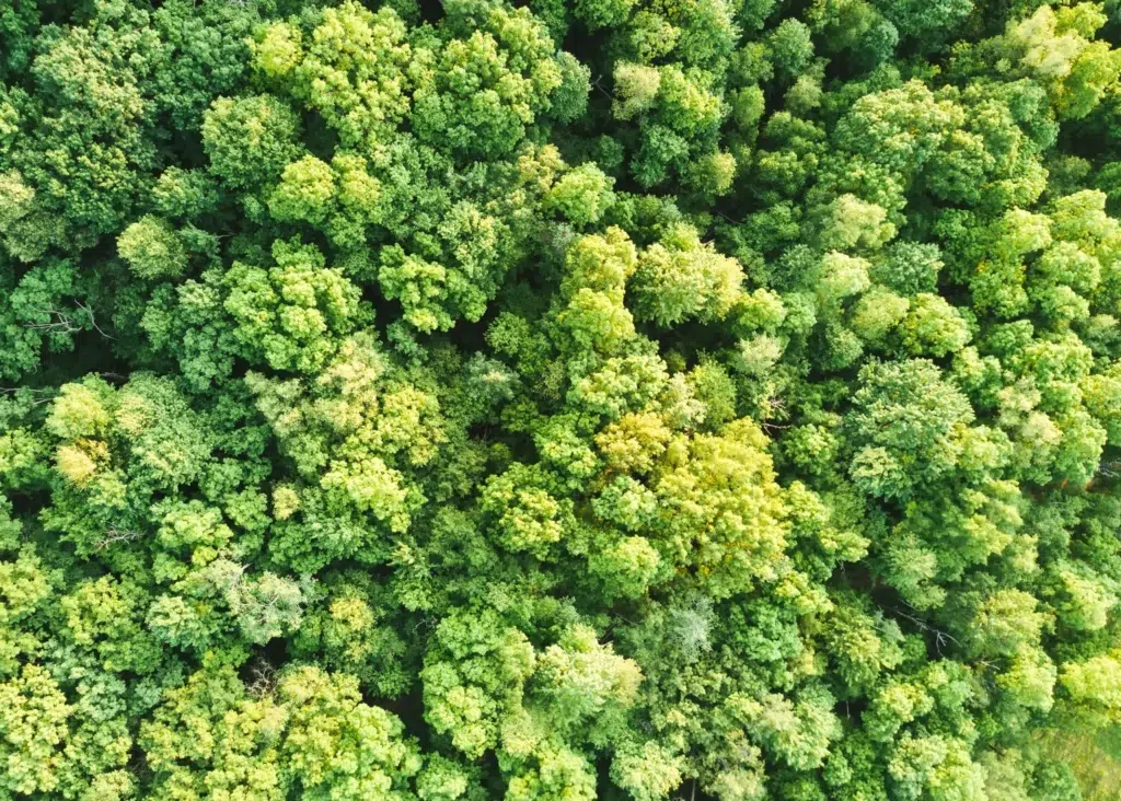 Farming in the forest – How much can agroforestry support the growth of biodiversity?