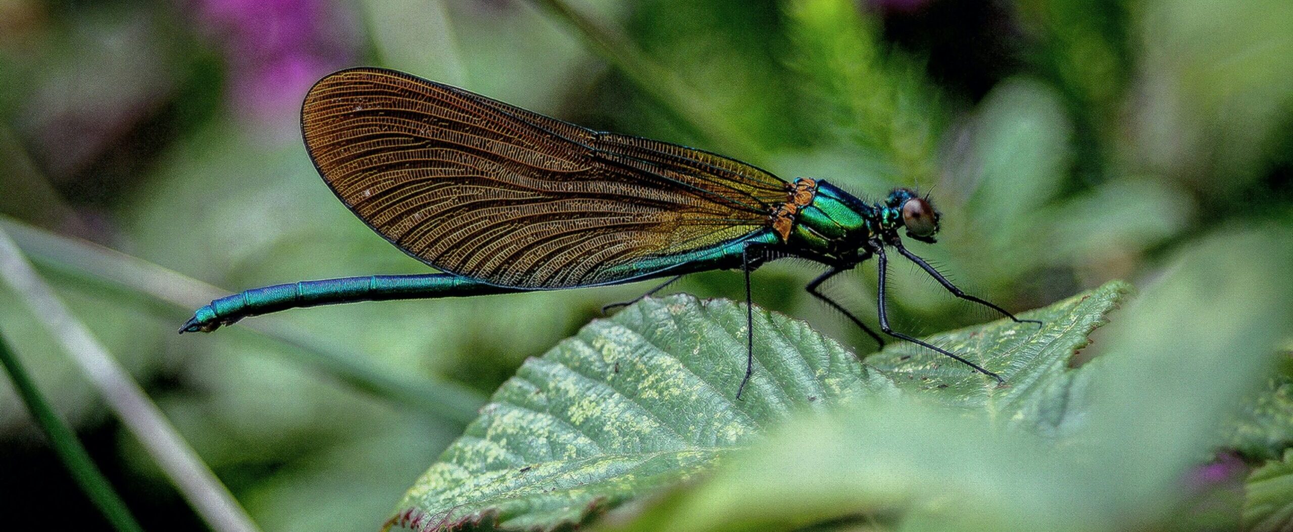 Finance and Nature Toolbox v1.0